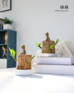 绿森巴西木水养幸运木格鲁特小树人四季盆栽带芽室内水培好养植物