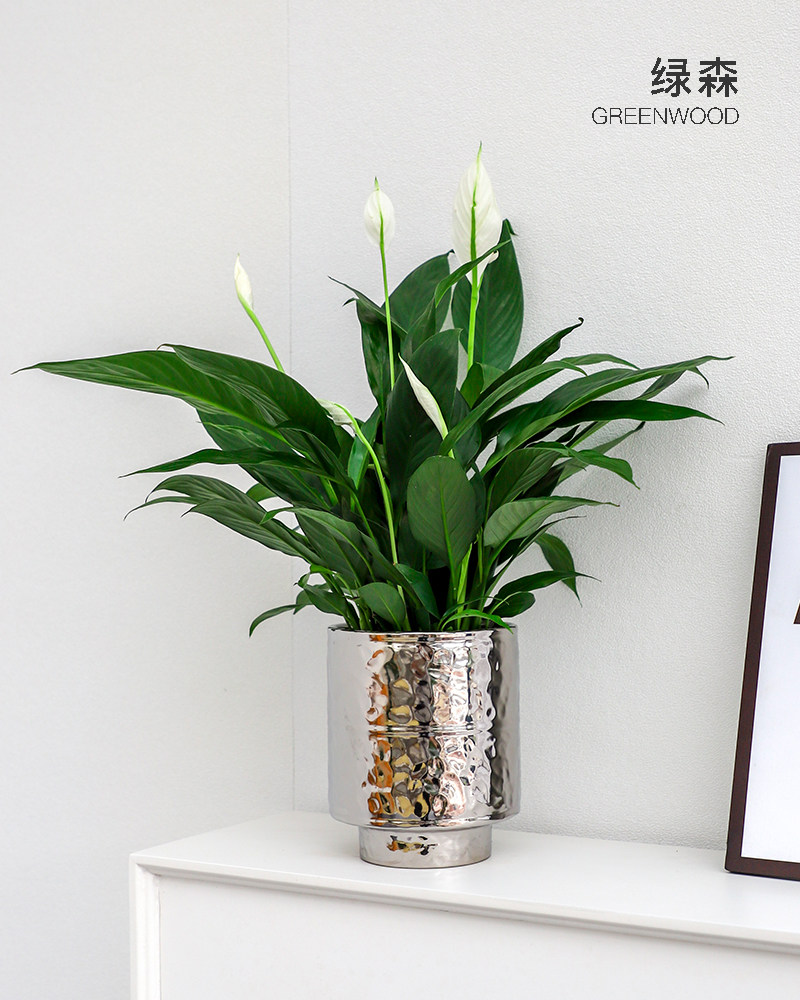 杭州绿森白掌一帆风顺盆栽室内办公室桌面绿植四季开花好养吸甲醛,鲜花速递/花卉仿真/绿植园艺,绿植,淘宝优惠券,粉丝福利购,淘宝优惠卷