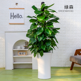 杭州绿森绿萝盆栽室内办公室吸甲醛大叶绿萝柱大型植物乔迁开业