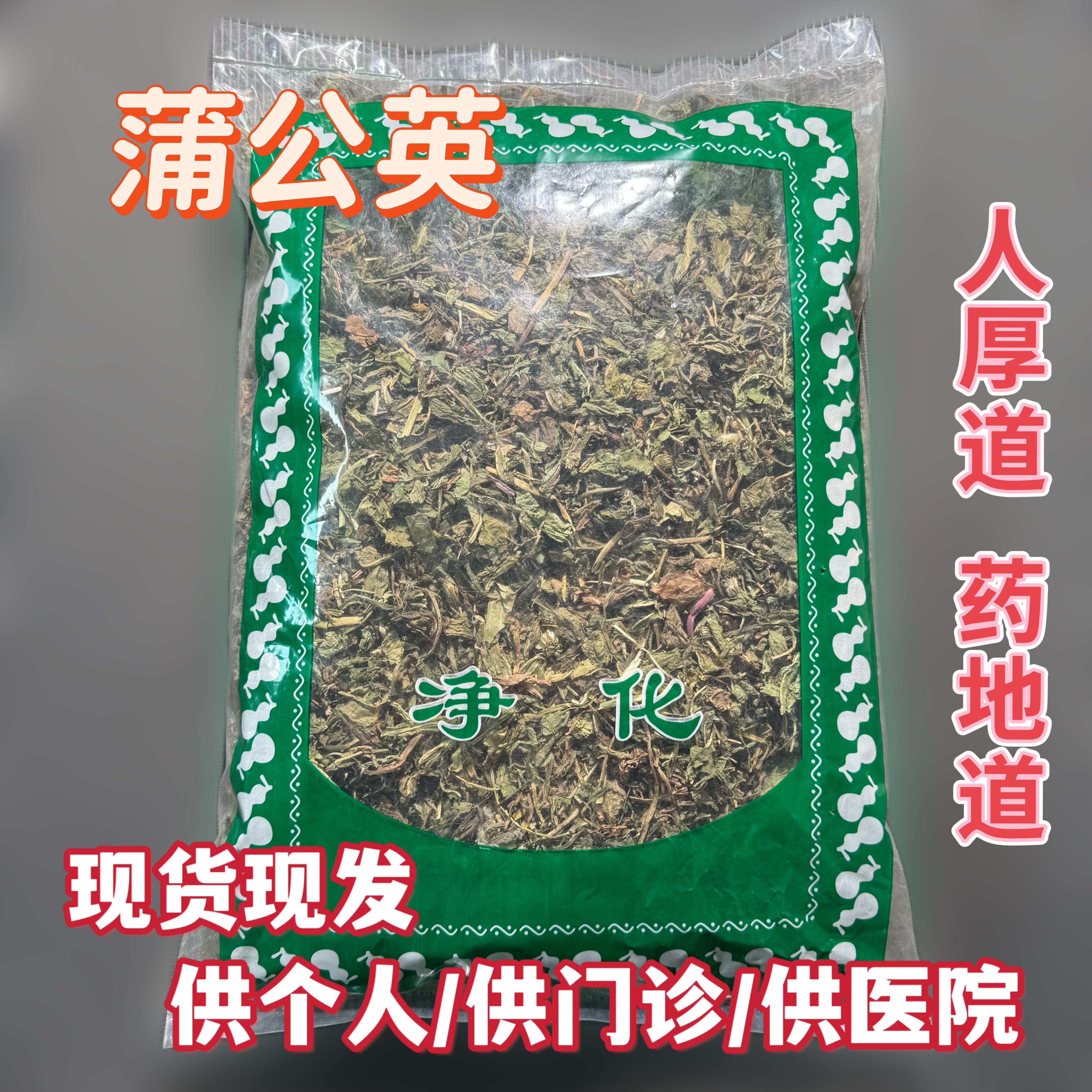安国中药材市场 家种蒲公英 蒲