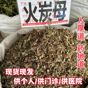 安国中药材市场 火炭母草火炭星赤地利新鲜火炭藤干白饭藤信饭藤