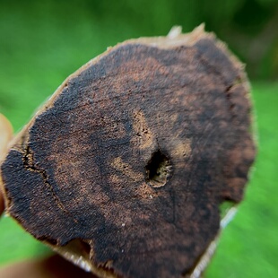 天然小叶降真香收藏级红绿油高端软糖老土埋料猫猫推荐