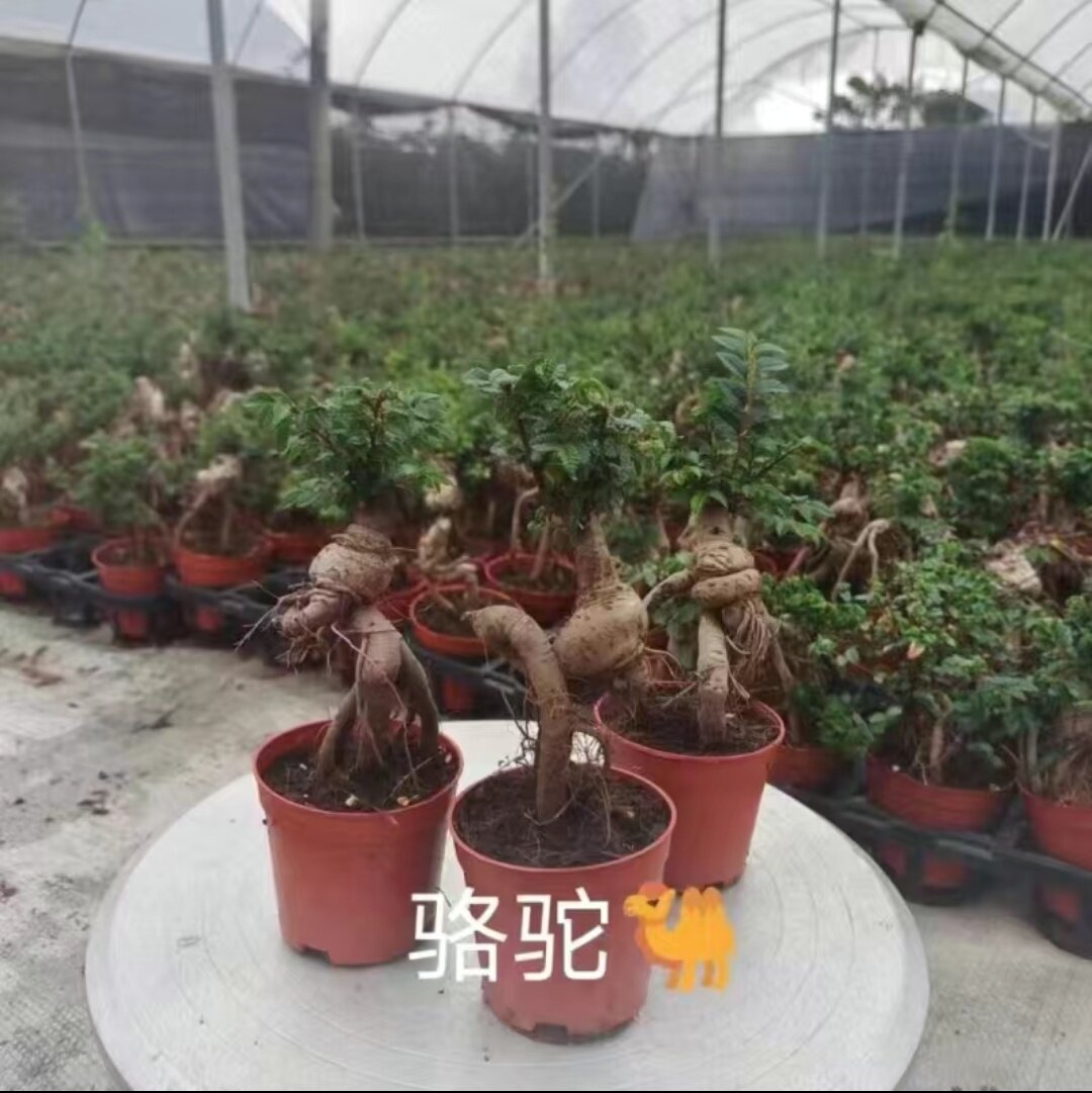 骆驼榆树盆景绿植小叶榆树盆景榆树盆景盆景骆驼榆树盆景