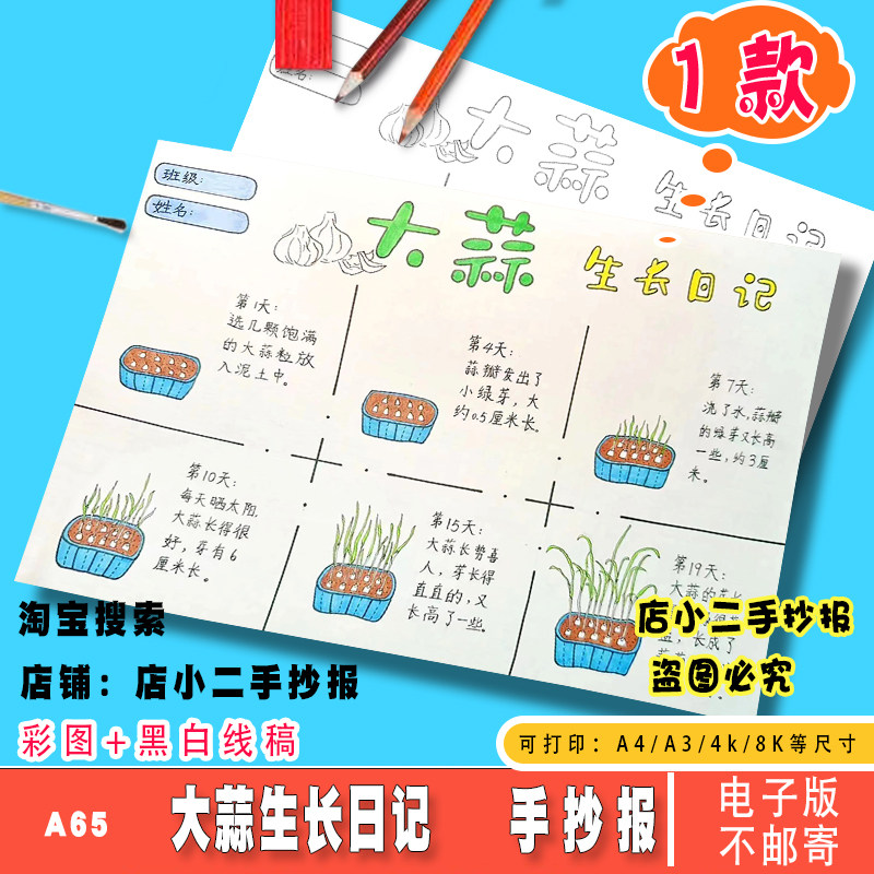 大蒜生长日记手抄报模板小学生植物生长观察记录成长过程小报线稿