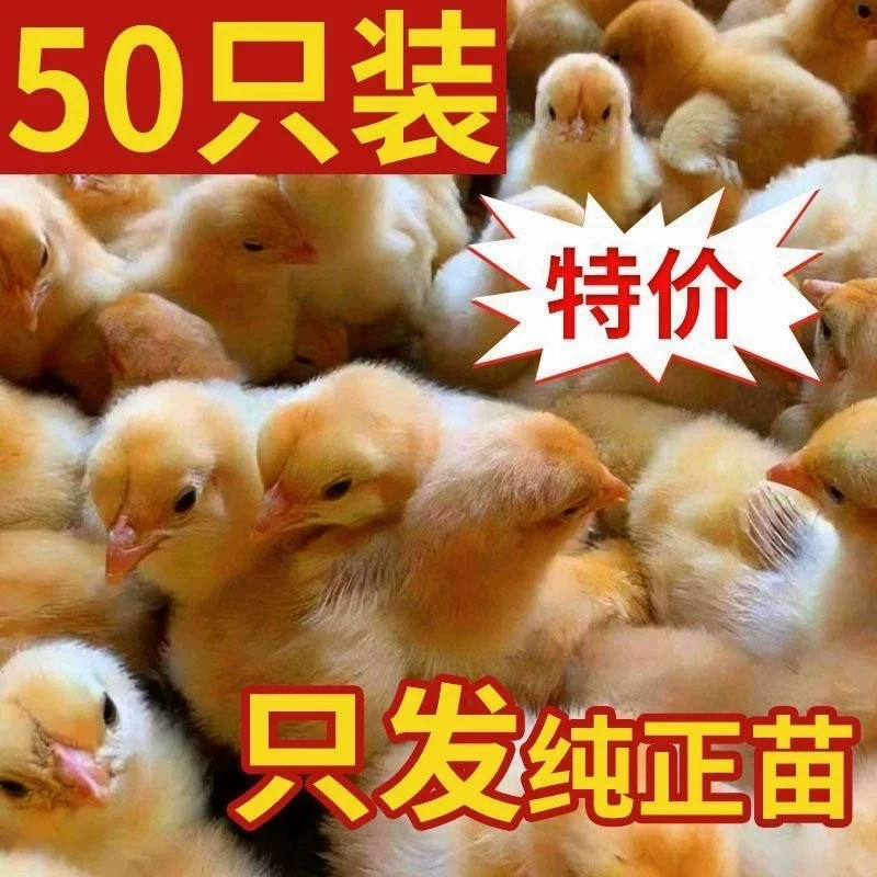 （50只装）正宗纯种麻鸡黄脚小鸡五黑青脚麻羽鸡散养【宠物鸡】3