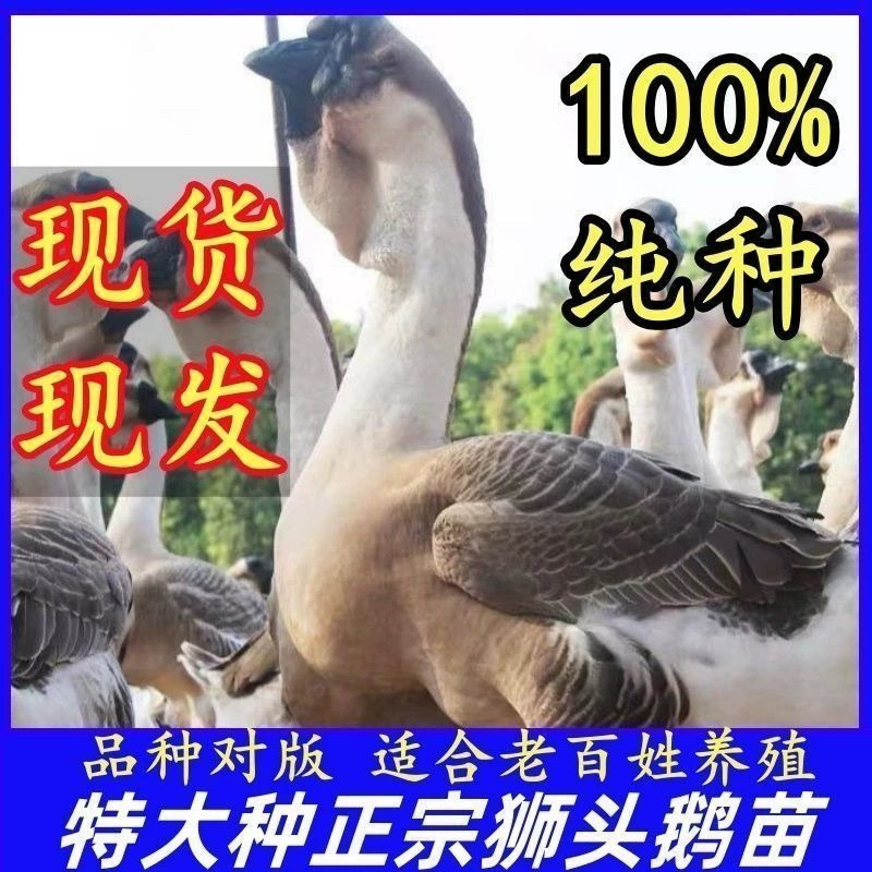 一斤脱温狮头鹅活体正宗特大种狮头鹅小鹅活体汕头灰狮子头鹅宠物