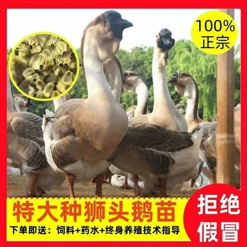 （5只装）正宗特大种狮头鹅看家鹅特大观赏鹅农家散养【宠物鸭】3
