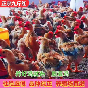 半斤一斤土鸡五黑鸡贵妃脱温鸡农家散养土鸡九斤红黑芦花鸡宠物鸡