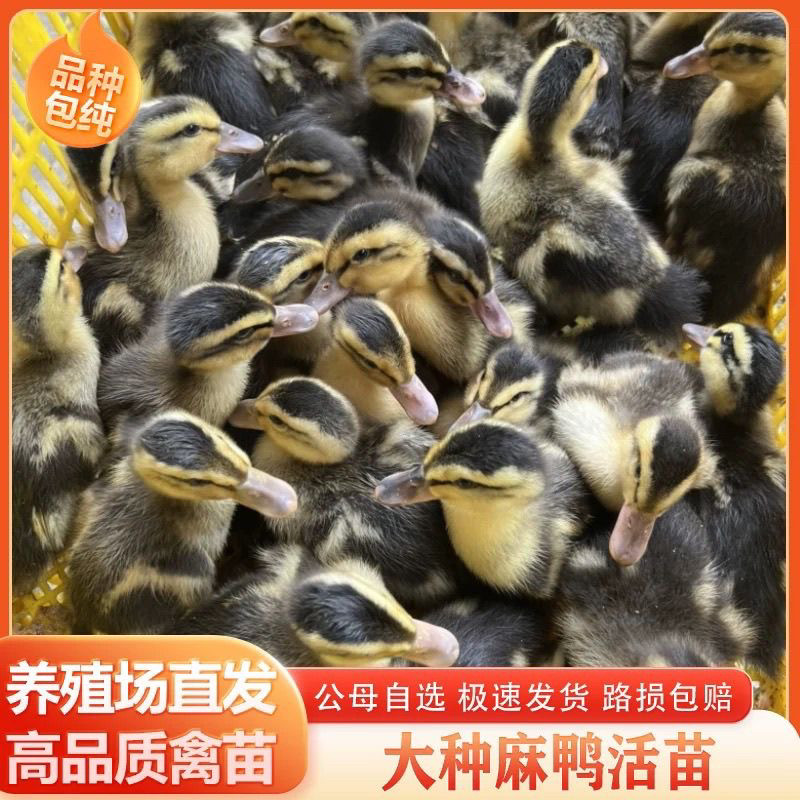 (10只装)麻鸭大种番鸭青头鸭水鸭旱鸭肉鸭土鸭【宠物鸭】2