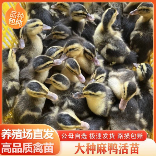 (10只装)麻鸭大种番鸭青头鸭水鸭旱鸭肉鸭土鸭【宠物鸭】2