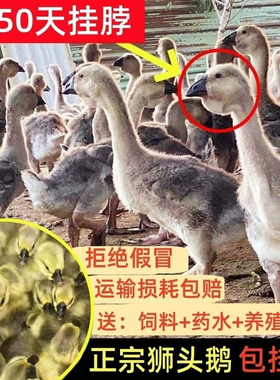正宗狮头鹅苗特大纯种灰狮头鹅活苗白狮头鹅苗潮汕狮头脱温宠物鹅