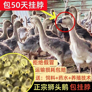 正宗狮头鹅苗特大纯种灰狮头鹅活苗白狮头鹅苗潮汕狮头脱温宠物鹅
