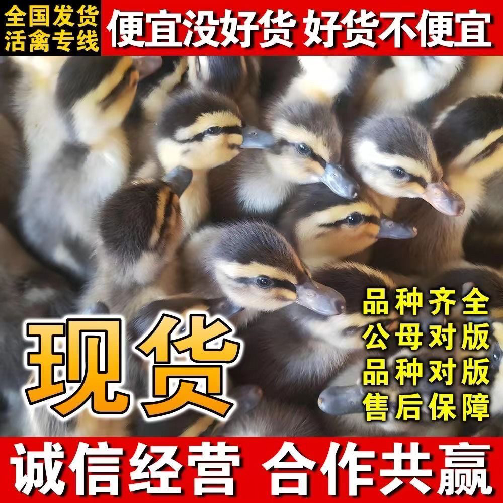 鸭子活苗高产蛋麻鸭苗活体大种青头鸭绿头鸭旱鸭水鸭小鸭子活宠物