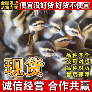 鸭子活苗高产蛋麻鸭苗活体大种青头鸭绿头鸭旱鸭水鸭小鸭子活宠物