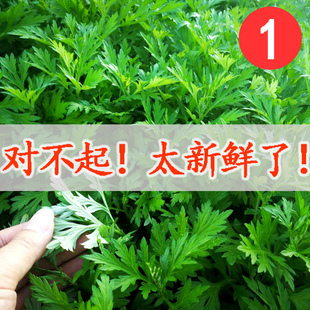 新鲜生艾叶草艾食用青团清明菜粑粑糍粑清明草嫩野菜艾蒿米果批发