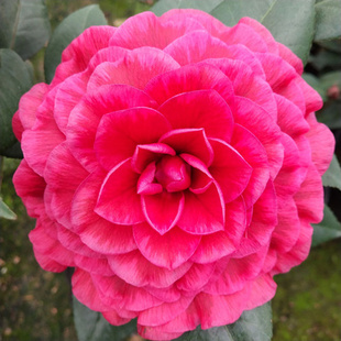 超级赛牡丹干贝利稀有名贵茶花品种紫玫瑰白十八大元帅美人艳