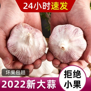 2022山东金乡紫皮大蒜干大蒜5斤10斤装 新鲜多瓣农家新蒜头大蒜头