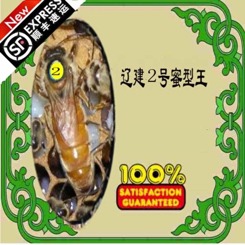 蜜蜂王种2号高产活体抗病繁松丹