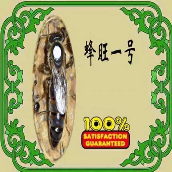 意蜂种王蜂旺一号1号蜂王蜜型高产种王意蜂蜂王生产王包活包活邮