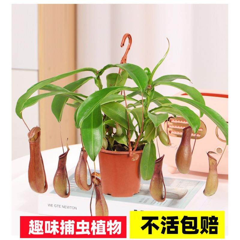 猪笼草盆栽绿植趣味多年生食虫捕虫植物常年长笼子耐高温阳台室内