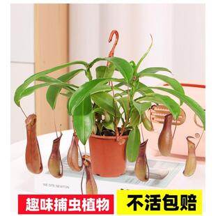 猪笼草盆栽绿植趣味多年生食虫捕虫植物常年长笼子耐高温阳台室内