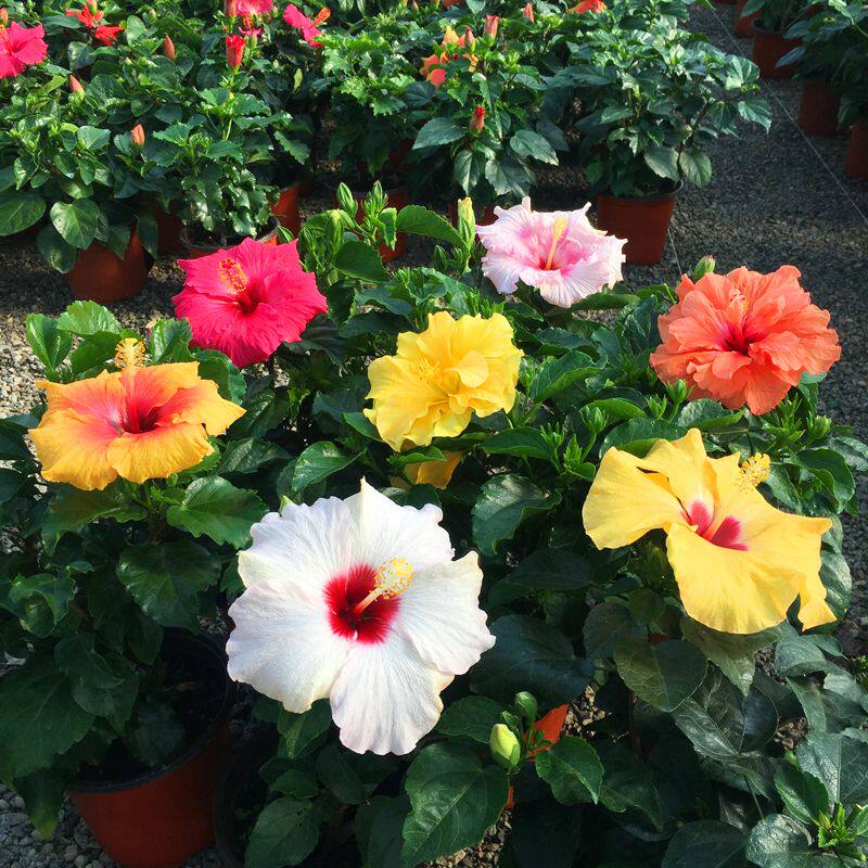 扶桑花卉带花苞绿植盆栽丹麦木槿花苗芙蓉牡丹朱瑾花阳台开花植物