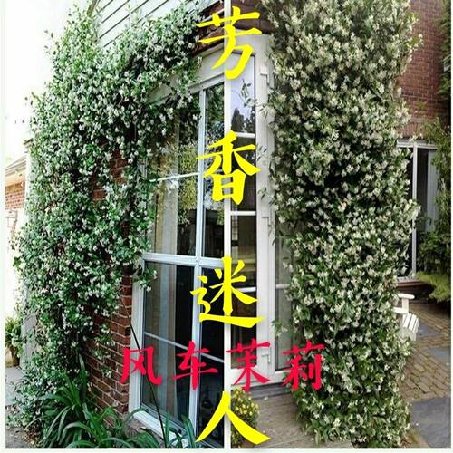 银丝茉莉桂花四季常绿庭院爬藤