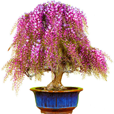 紫藤花树苗庭院围墙四季开花盆栽爬藤植物花苗绿植花卉攀援花卉