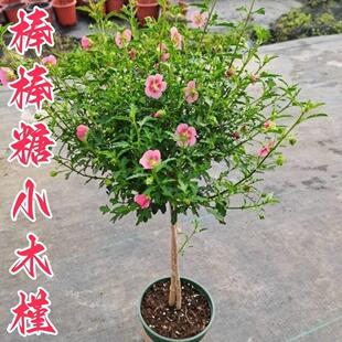 小木槿花卉盆栽四季开花多年生庭院花卉植物懒人好养花圃直发