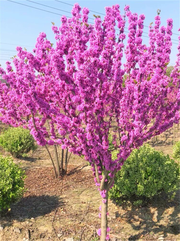 紫荆花树苗庭院耐寒花卉四季开花紫荆小苗绿化工程苗木丛生满条红