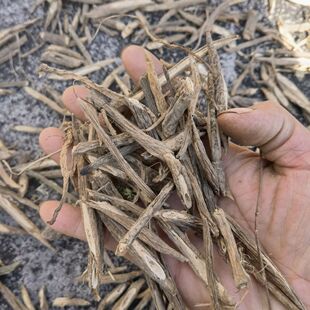 根部自晒干货高山老鼠簕猫刺薯海猫刺咸猫薯 100克