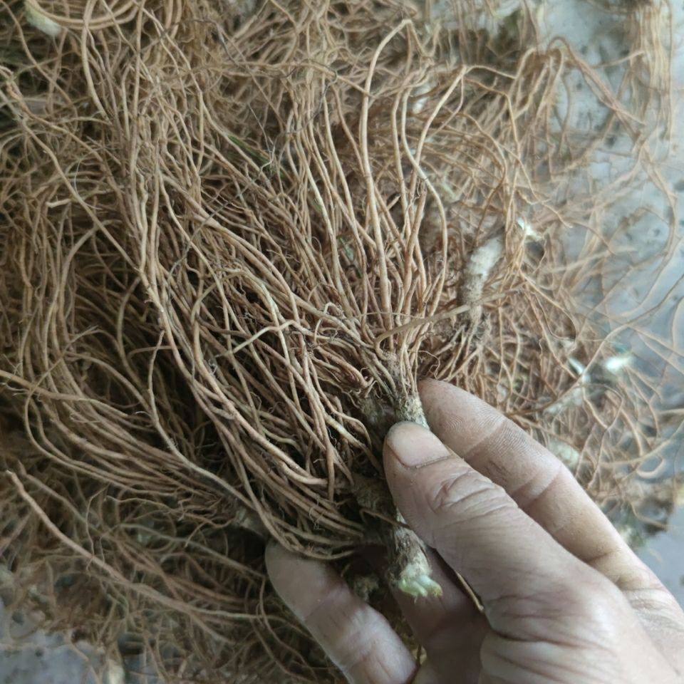 高山山草药 地胆头 羊耳草 苦地胆 新鲜现采煮鸭汤祛湿 500克