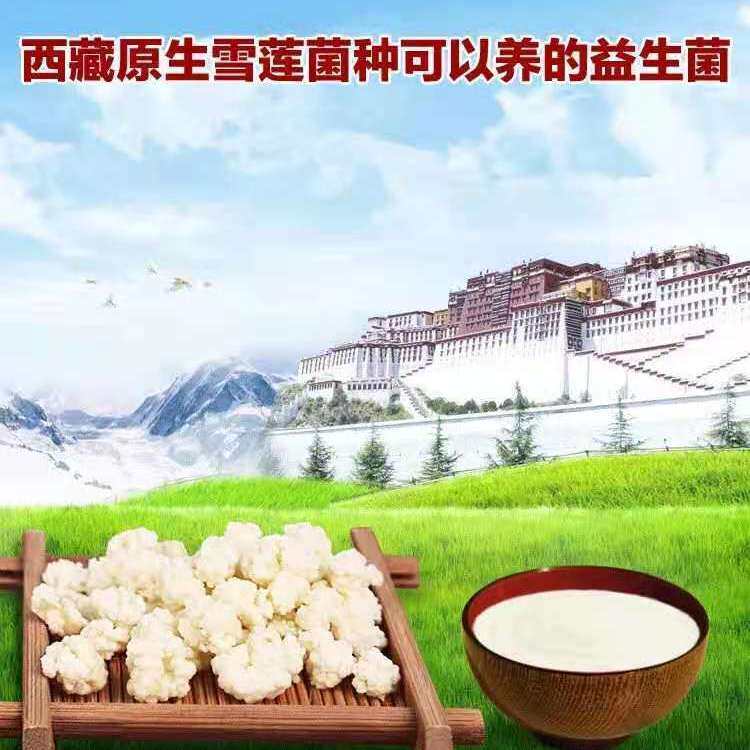 雪莲菌西藏天山雪莲菌 酸奶菌种 西藏灵菇菌种酸奶菌粉开菲尔乳酸