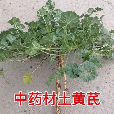 正宗高山土黄芪伏牛山圆
