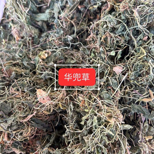 化儿草中药华兜草四川特产新晒高山新鲜华兜草干紫花地丁清热消肿