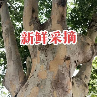 野外正品梧桐树皮现售现采优质梧桐皮青白皮质量保证欢迎选购