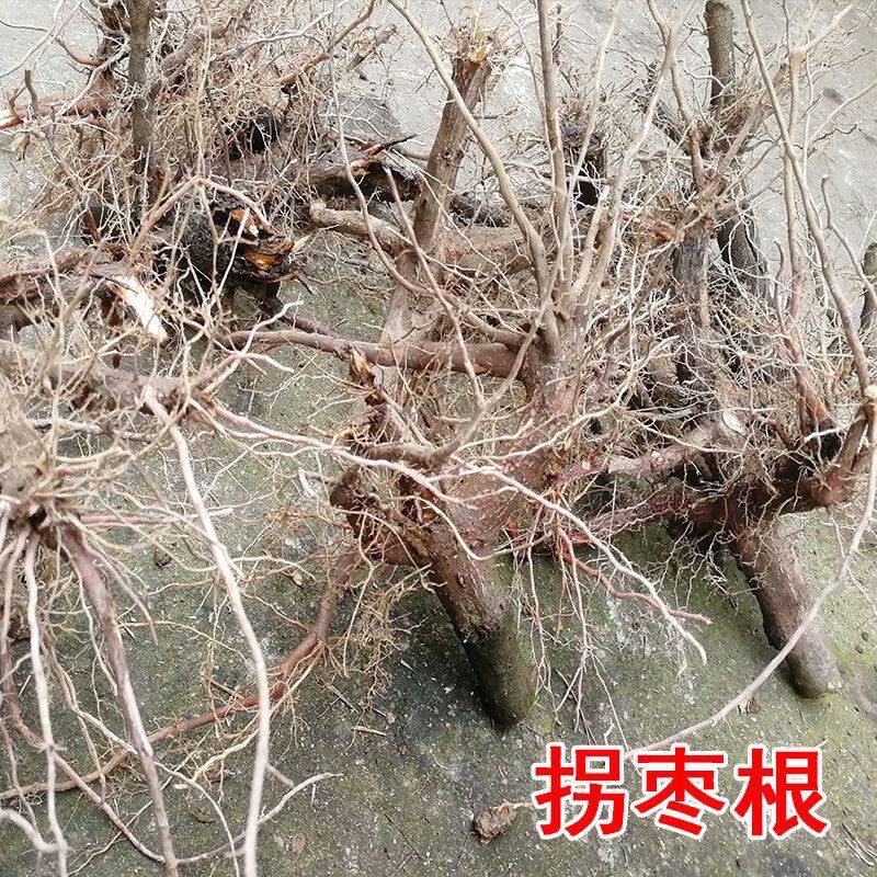 拐枣树根1斤 泡酒煮汤 万寿果鸡爪梨金勾子纽枣果枳具子树拐枣根