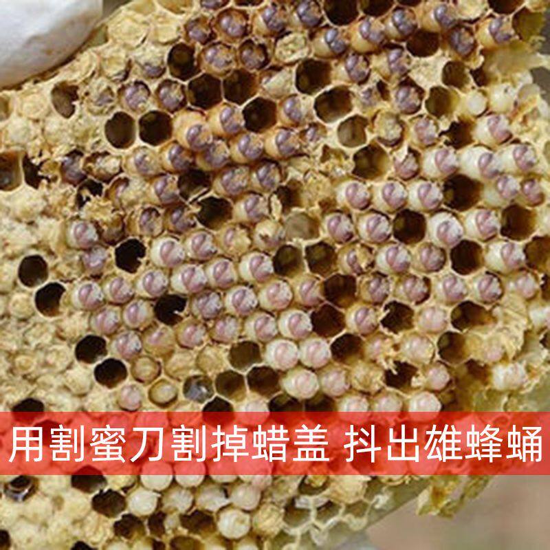 蜂王胎冻干粉雄蜂蛹冻干粉片 老滇凰蜂蛹片2023年新鲜雄蜂蛹蜂农