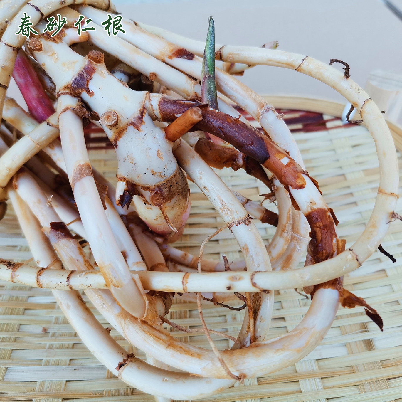 春砂仁根新鲜现挖阳春正宗生砂仁茎湿砂仁藤食用种植农家自种包邮