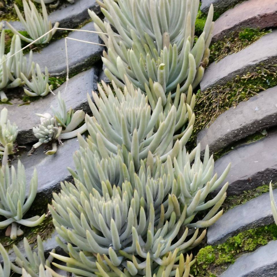 农家50年老瓦房正宗瓦松天王铁塔草房顶瓦松新鲜山区瓦松中草瓦松,传统滋补营养品,其他药食同源食品,淘宝优惠券,粉丝福利购,淘宝优惠卷