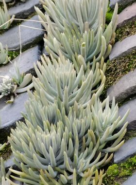 农家50年老瓦房正宗瓦松天王铁塔草房顶瓦松新鲜山区瓦松中草瓦松