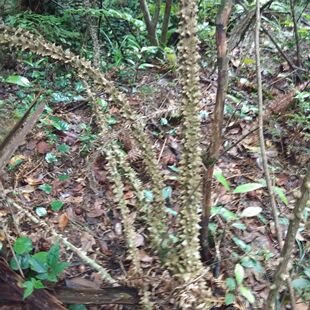 高山飞龙掌血、鸟不落、三百棒、鸟不站纯天然新鲜人工晒干损伤