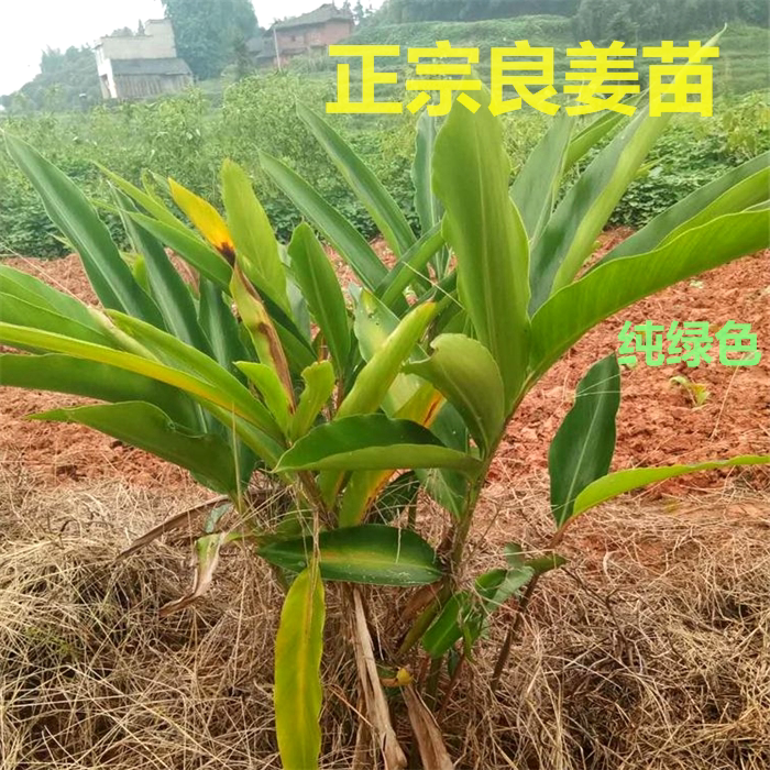 四川泸州良姜苗种植黄粑叶苗叶儿桌面绿植