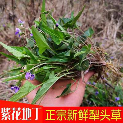 犁头草新鲜心叶堇菜紫花地丁新鲜