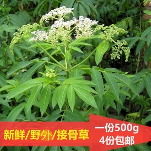 鲜接骨草陆英野外八棱麻排风藤走马风大臭草小接骨丹药材4份包邮