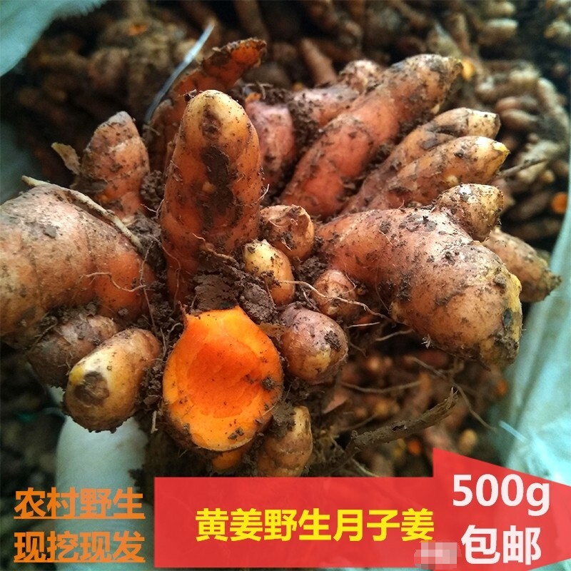 野生新鲜四川药用泡酒产后姜黄