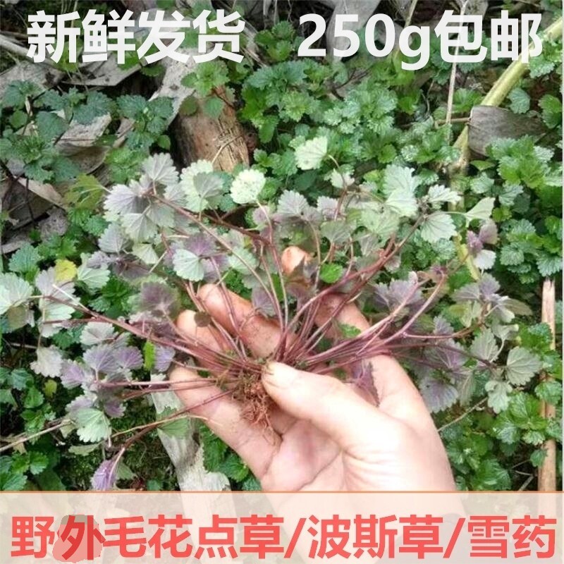 毛花点草250g新鲜野透骨消波斯草雪红细草遍地红雪药地蔪草去痔草