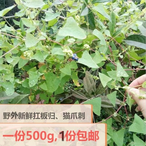 四川全草猫爪刺藤刺中药材