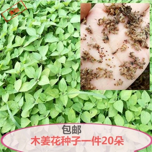 小鱼香草川滇香薷木姜菜大叶薄荷豆花蘸料调味香料山野菜花种苗种