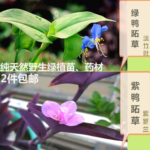 白花紫鸭跖草紫罗兰淡竹叶花苗